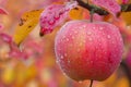 Macro close up of fresh apple with dew drops on tree, wide banner with copy space