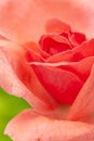 Macro Close-up of a fresh beautiful pale pinkorange english rose. Symbol of love and romance