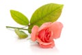 Macro Close-up of a fresh beautiful pale pinkorange english rose with leaf isolated over white