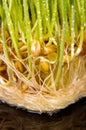 Macro close up of fresh growth of seeds and wheatgrass Royalty Free Stock Photo