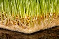 Macro close up of fresh growth of seeds and wheatgrass Royalty Free Stock Photo