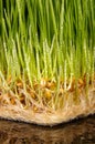 Macro close up of fresh growth of seeds and wheatgrass Royalty Free Stock Photo