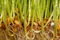 Macro close up of fresh growth of seeds and wheatgrass Royalty Free Stock Photo