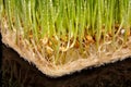 Macro close up of fresh growth of seeds and wheatgrass Royalty Free Stock Photo