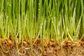 Macro close up of fresh growth of seeds and wheatgrass Royalty Free Stock Photo