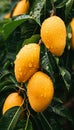 Macro close up of fresh mango hanging on tree with dew drops, wide banner with space for text Royalty Free Stock Photo