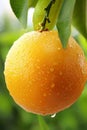 Macro close up of fresh orange fruit with dew drops on tree, wide banner with copy space
