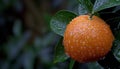 Macro close up of fresh orange fruit on tree with dew drops, ideal for banner with copy space