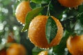 Macro close up of fresh orange fruit on tree with water droplets, wide banner with copy space