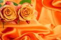 Macro close up of fresh orange and red roses on abstract background