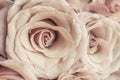 Macro close up of fresh orange and red roses on abstract background