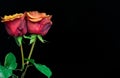 Macro close up of fresh orange and red roses on black background