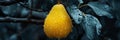 Macro close up of fresh pear with dew drops on tree, wide banner with copy space