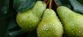 Macro close up of fresh pear with dew drops on tree, wide banner with space for text