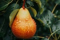 Macro close up of fresh pear on tree with water drops, wide banner with copy space