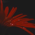 Macro close up of Gerber Daisy flower with water droplets in dark background