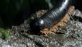 Macro close Up of Giant Millipede on a Mossy Bole