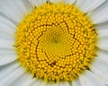 Macro close up golden yellow centre of a daisy flower Royalty Free Stock Photo