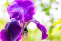 Macro close-up of gorgeous Iris flower purple violet blooming bud