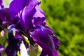 Macro close-up of gorgeous Iris flower purple violet blooming bud