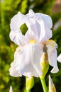 Macro close-up of gorgeous Iris flower white blooming bud