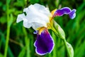 Macro close-up of gorgeous Iris flower white purple violet blooming bud