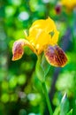 Macro close-up of gorgeous Iris flower yellow orange red blooming bud