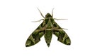 Macro close-up of green beautiful caterpillar. Royalty Free Stock Photo
