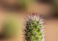 Green Cactus with Sharp Spines and Reddish Tips in Macro Desert Flora Close-Up Royalty Free Stock Photo