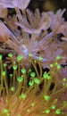 Macro close up of Green coral polips over a rose coral Royalty Free Stock Photo