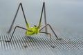 macro close up of a green cricket Royalty Free Stock Photo