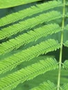 A Macro close-up of Green fresh Acacia leaves, Acacia pennata leaf