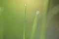 Macro close up of green grass with dew water drop Royalty Free Stock Photo