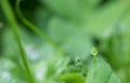 Macro close up of green grass with dew water drop Royalty Free Stock Photo