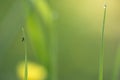 Macro close up of green grass with dew water drop Royalty Free Stock Photo