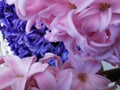 macro close-up of a groep of pink hyacinths with a purple hyacinth at the background. selective focus