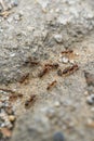 Macro close-up of a group of ants on the ground