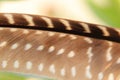 Macro Close-up Of A Guineafowl Feather