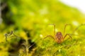 Macro close up of Harvestmen harvester, daddy long leg spider Royalty Free Stock Photo