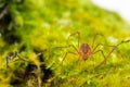 Macro close up of Harvestmen harvester, daddy long leg spider Royalty Free Stock Photo