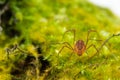 Macro close up of Harvestmen harvester, daddy long leg spider Royalty Free Stock Photo