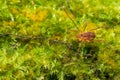 Macro close up of Harvestmen harvester, daddy long leg spider Royalty Free Stock Photo