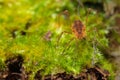 Macro close up of Harvestmen harvester, daddy long leg spider Royalty Free Stock Photo