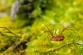 Macro close up of Harvestmen harvester, daddy long leg spider Royalty Free Stock Photo