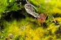 Macro close up of Harvestmen harvester, daddy long leg spider Royalty Free Stock Photo