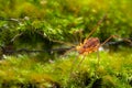 Macro close up of Harvestmen harvester, daddy long leg spider Royalty Free Stock Photo