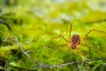 Macro close up of Harvestmen harvester, daddy long leg spider Royalty Free Stock Photo