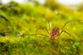 Macro close up of Harvestmen harvester, daddy long leg spider Royalty Free Stock Photo