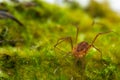 Macro close up of Harvestmen harvester, daddy long leg spider Royalty Free Stock Photo