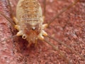 Macro close up Harvestmen harvester, daddy long leg spider, photo taken in the United Kingdom Royalty Free Stock Photo